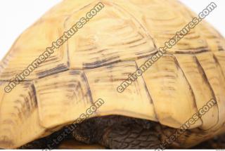 tortoise shell 0026